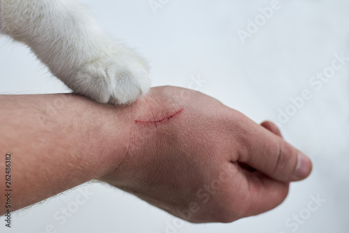 Scratch on a man's hand made by a cat, a cat's paw on a hand of an owner on a white background © Pavlo