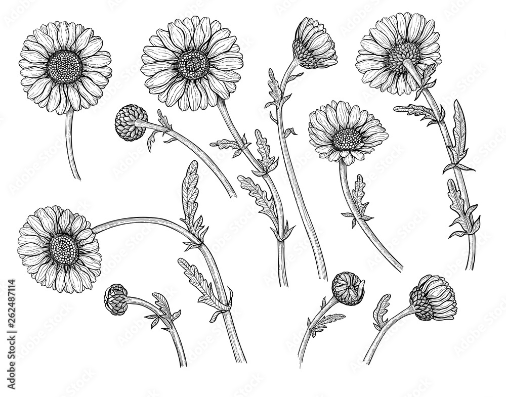 Collection of hand drawn daisy flowers on white background. Elements ...