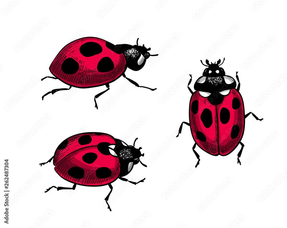 Fototapeta premium Set of 3 ladybugs on white background. Elements for design.