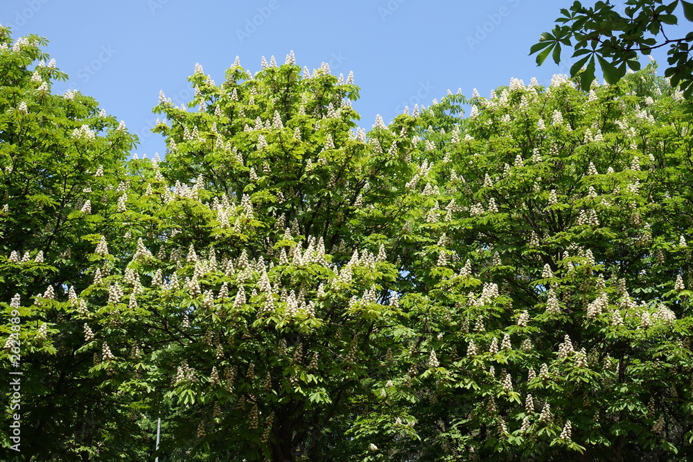 Blossoming horse chestnut trees against blue sky in spring