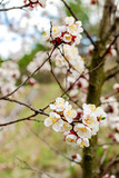 Apricot blossom, resh spring backgrund.