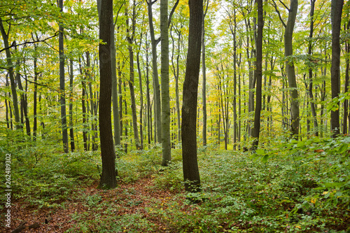 Beech and oak forest in the Vienna Woods in autumn with different age classes in the stand. © Timelynx