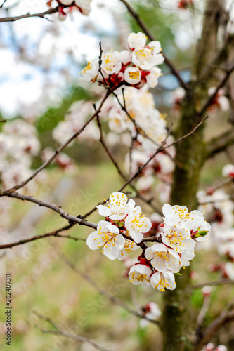Apricot blossom, resh spring backgrund.