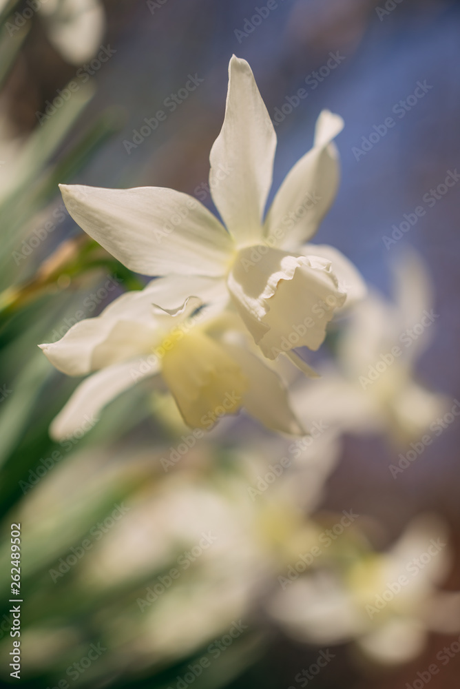 Fototapeta premium White daffodils in the spring sun
