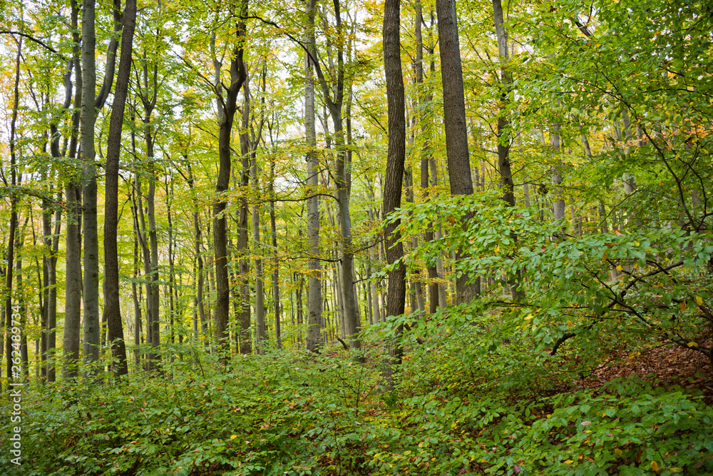 Beech forest in the Vienna Woods in autumn with different age classes in the stand. Beech forest in the Vienna Woods in autumn with different age classes in the stand.