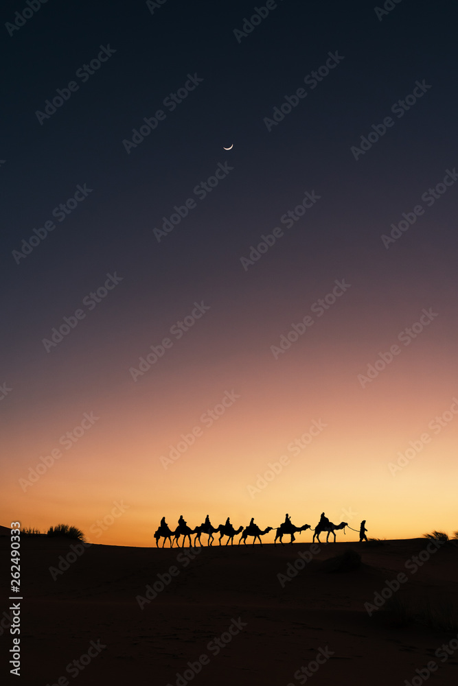Silhouette of dromedary caravan at sunset with the moon, excursion in the Sahara Desert, Morocco