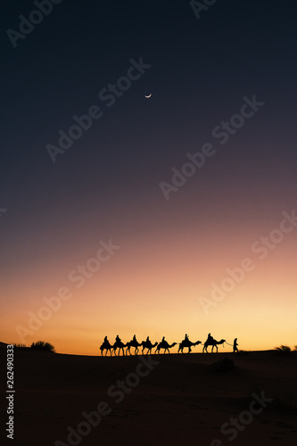 Silhouette of dromedary caravan at sunset with the moon, excursion in the Sahara Desert, Morocco