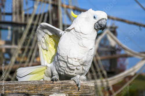 White yellow crested Cockatoo, Cacatua galerita, standing and dancing on an old wooden pirate boat