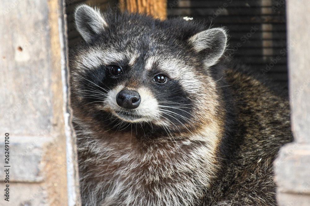 Young curios hungry raccoon captured at home while looking around the house for garbage to search for food remains