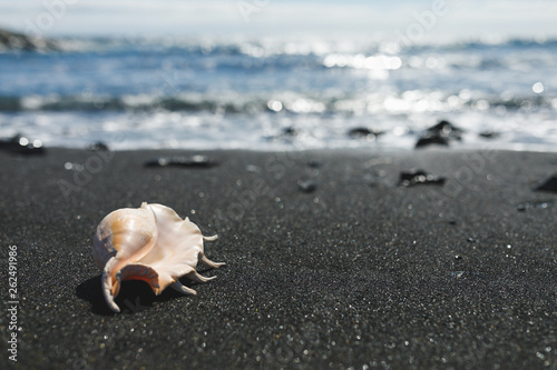 big seashell spider conch (lambis truncata) on black sand shore
