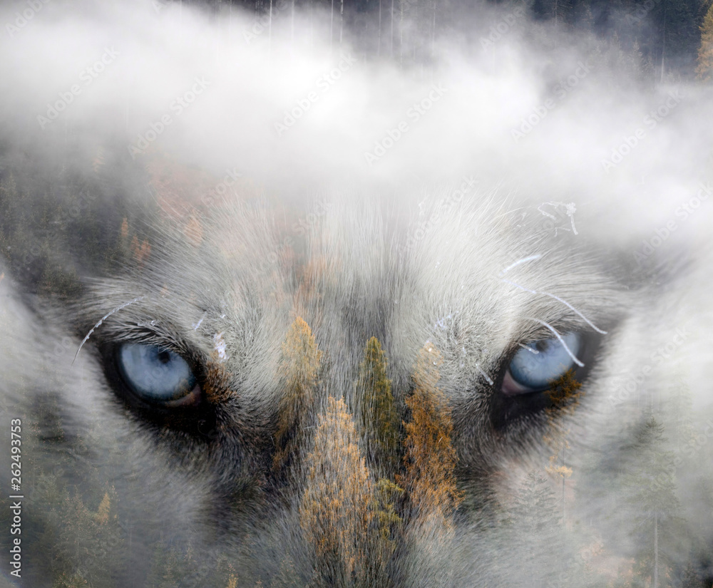 Fototapeta Obraz podwójnej ekspozycji psa husky syberyjskiego i śnieżnego lasu sosnowego.