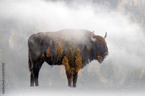 Double exposure of a wild bison, buffalo and a pine forest photo