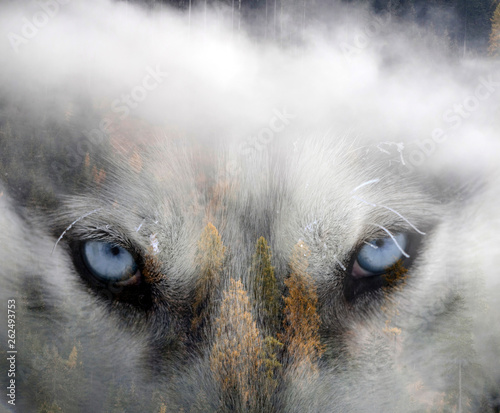 Double exposure image of a Siberian husky dog and a snowy pine forest.