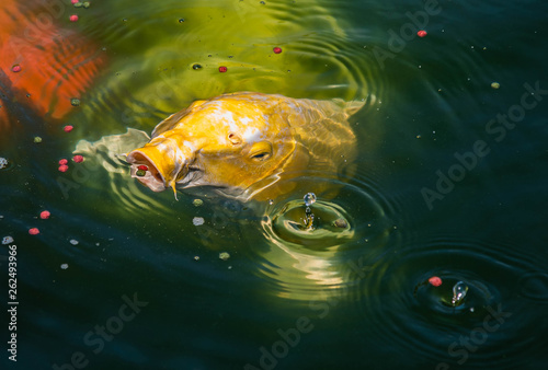 Koi fish are opening their mouths to eat food.