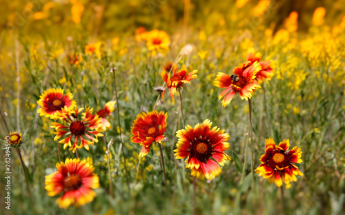 Summer wild flowers