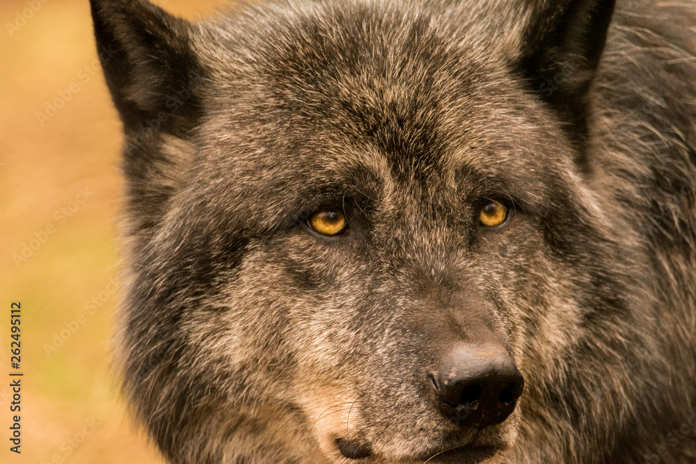Fototapeta premium Timberwolf