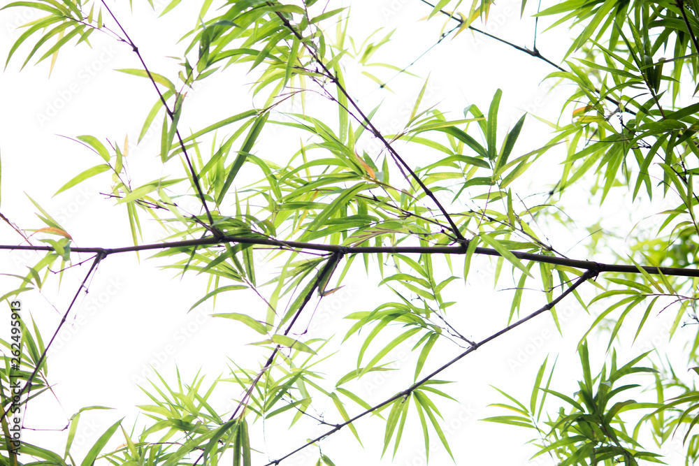 Bamboo branches and leaves with white background.