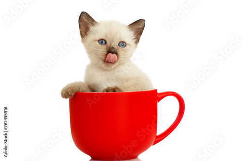 Kitten in a cup. Little cute cat on a white background. Fluffy kitty climbed into the cup. Funny mimic pet.