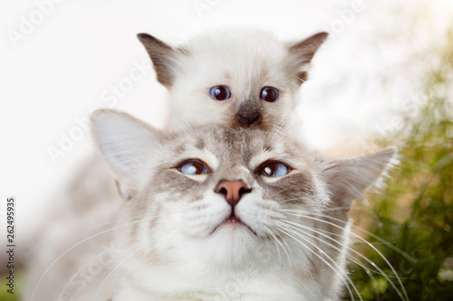 Kitten at mom's cat on the head. Kitten playing hide and seek with dad. Cute funny photo about pets.