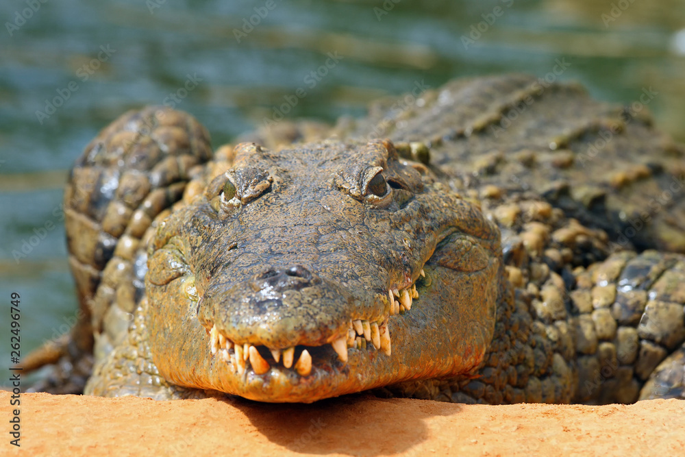 Obraz premium The head and jaws full of teeth of Nile crocodile (Crocodylus niloticus) from the front. Big crocodile on the shore.