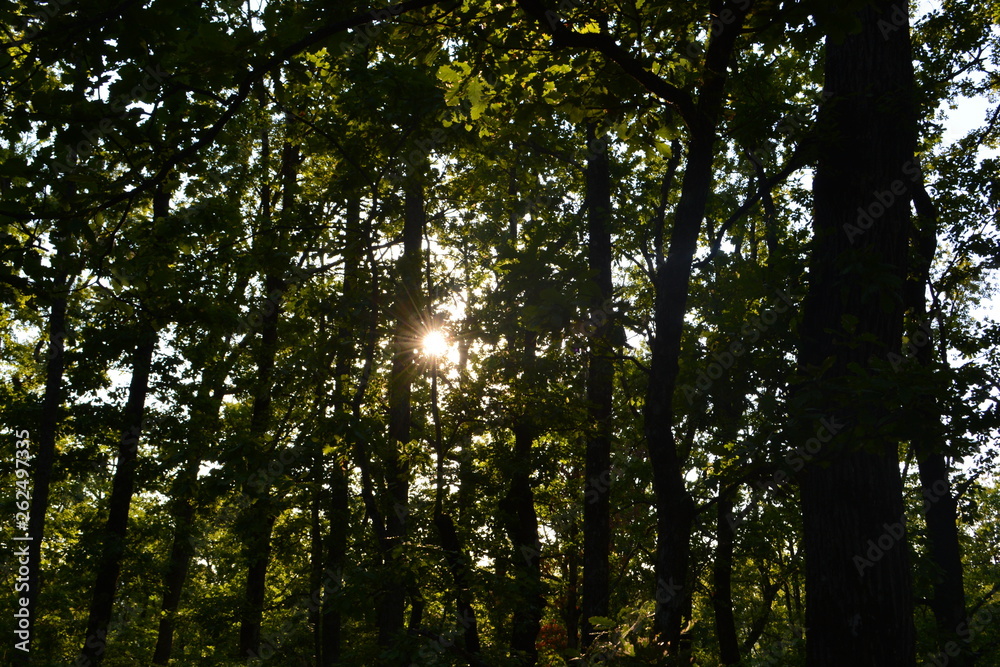 Fototapeta premium forest trees roots leaves green