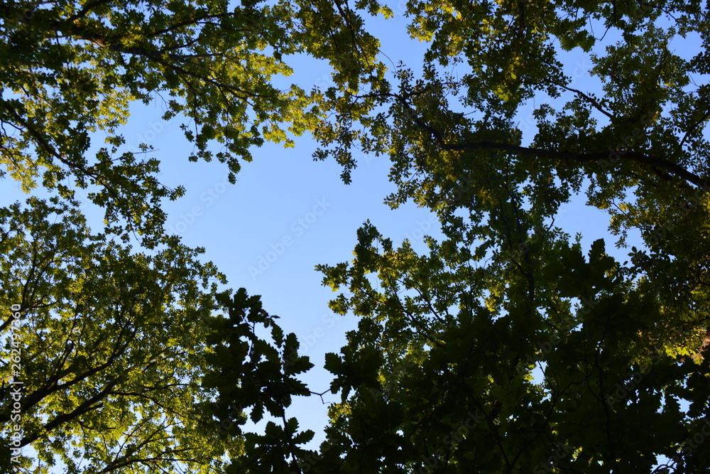 forest trees roots leaves green forest trees roots leaves green