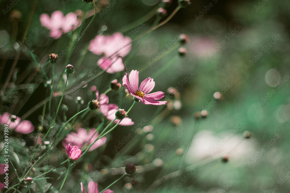 Delicate pink daisies on a beautiful green background. Close-up with bokeh. Flowers on green grass background.