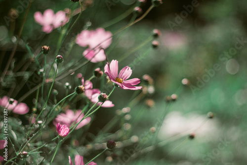 Delicate pink daisies on a beautiful green background. Close-up with bokeh. Flowers on green grass background.