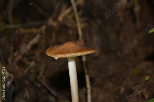 mushroom after the rain macro
