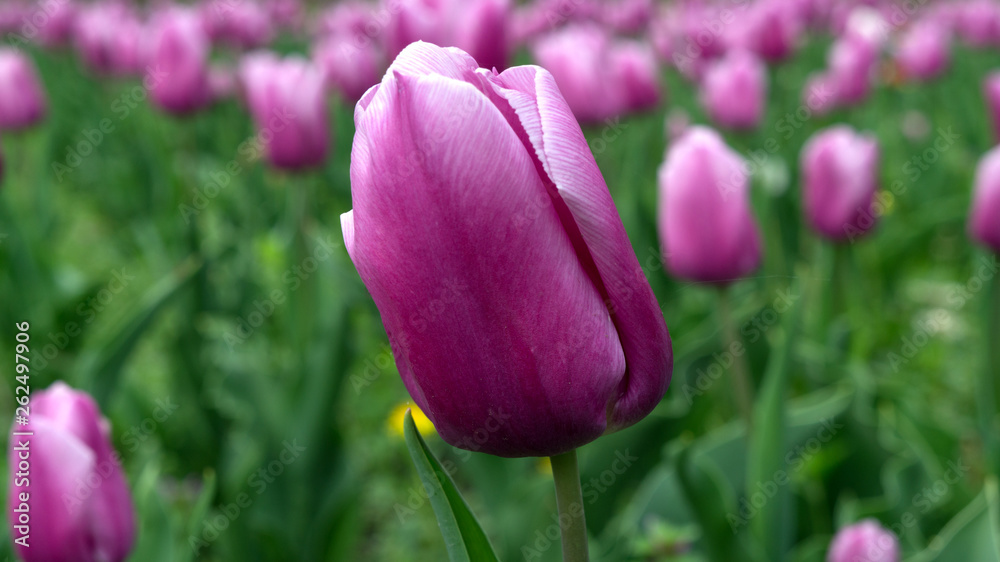 Purple tulip close-up in tulip field green background Purple tulip close-up in tulip field green background