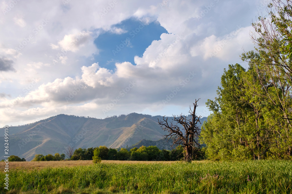 Obraz premium Dry tree in the field