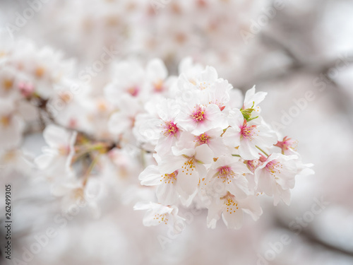 Beautiful sakura blossoms in spring