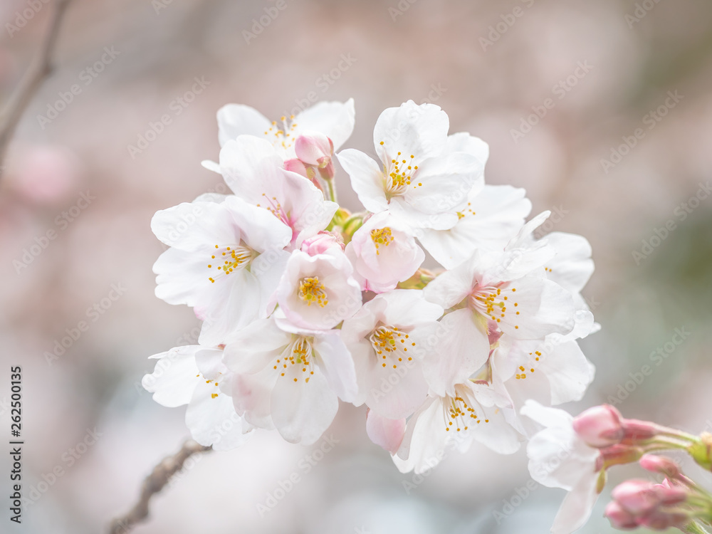 Beautiful sakura blossoms in spring