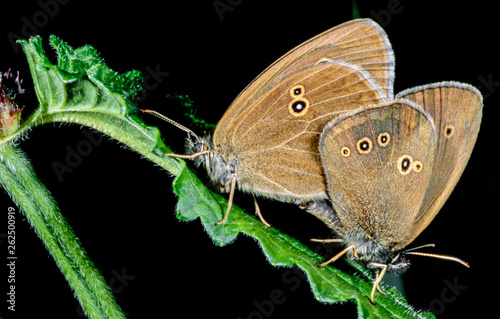 Two brown little butterflies sit on a green leaf, engaged in the most important thing in life-reproduction.