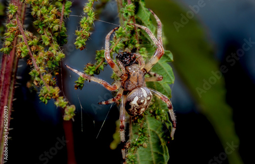 Spider rogopag sitting on a nettle leaf next to his web waiting for a suitable victim in the summer in Russia.