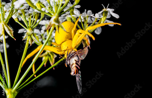 Yellow flower spider, hiding in white flowers, caught a fly and began to eat in the summer in Russia.