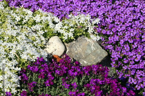 Frühlingsblumen in einem Steingarten, Steingärten anlegen, bodendeckende Polsterstauden photo