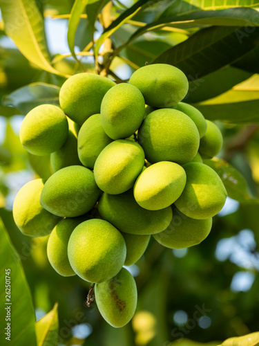 Mango is the fruit of Thailand's economy