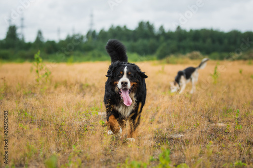 Bernese mountain dog in the yellow field