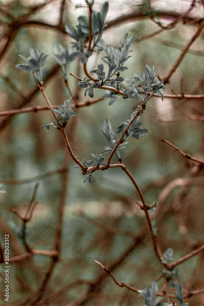 green foliage on a twig in spring