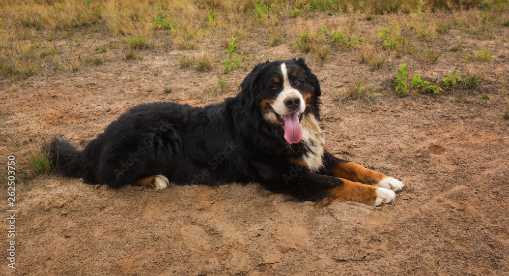Bernese mountain dog in the summer meadow Bernese mountain dog in the summer meadow
