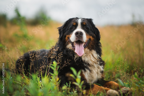 Bernese mountain dog in the summer meadow photo