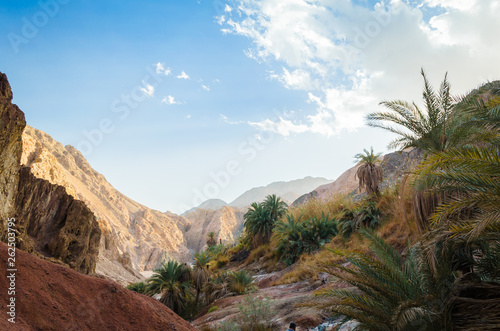 mountain landscape with palm trees and plants in the desert of Egypt Dahab