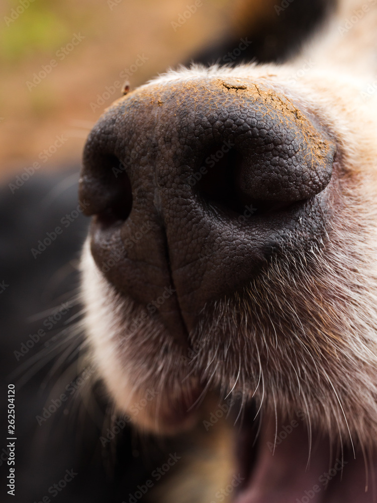 Close up of dog nose, Bernese Mountain Dog . Close up of dog nose, Bernese Mountain Dog .
