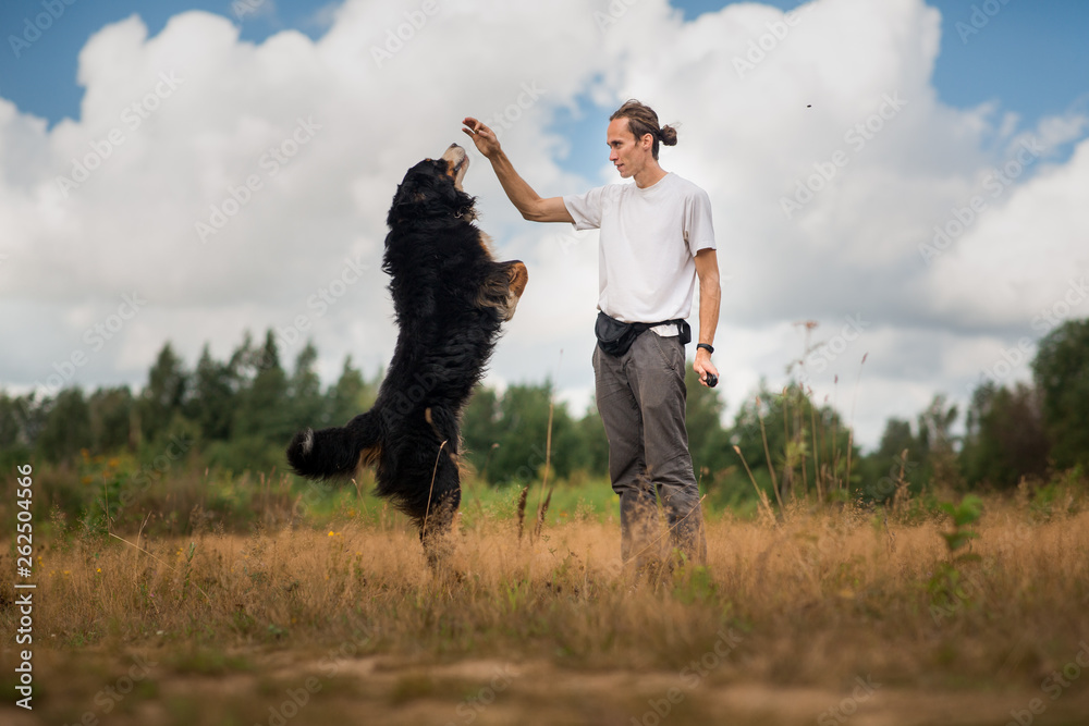 young man walking with Bernese Mountain Dog on the summer field young man walking with Bernese Mountain Dog on the summer field