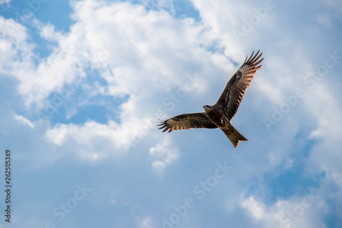 Eagle flying across the blue sky