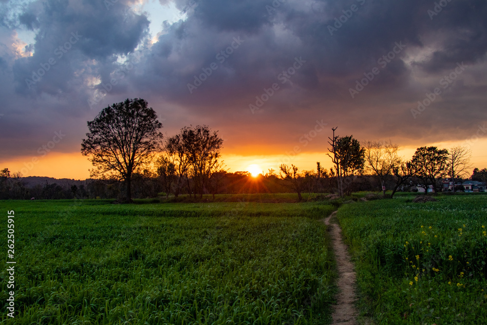 Fototapeta premium Beautiful golden sunset