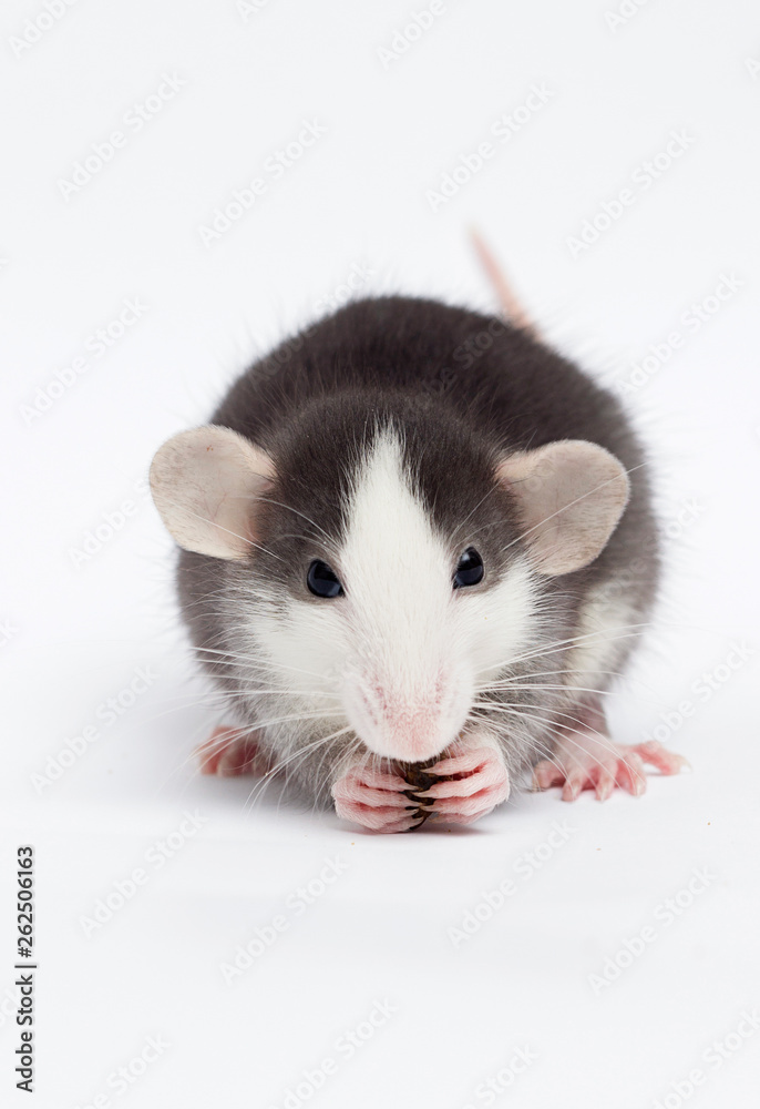 little rat on a white background little rat on a white background