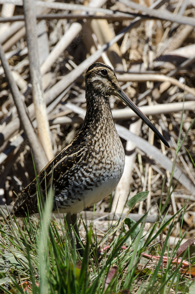 Bécassine des marais,.Gallinago gallinago, Common Snipe Bécassine des marais,.Gallinago gallinago, Common Snipe