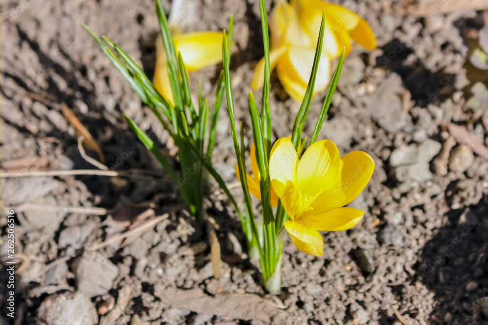Young sprouts of yellow spring crocus flowers on a bed. Young sprouts of yellow spring crocus flowers on a bed.